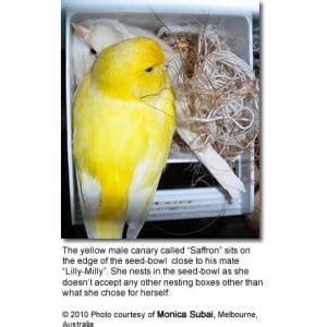 Breeding Canaries