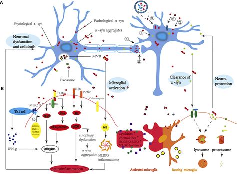 Frontiers New Perspectives On Roles Of Alpha Synuclein In Parkinsons