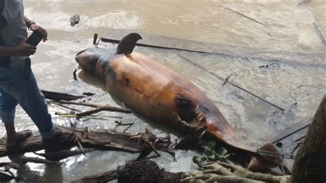 Pesut Ini Mati Mengambang Di Sungai Mahakam Mongabay Co Id