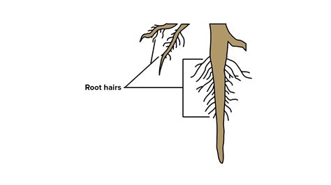 Lateral Roots