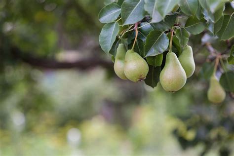 Como Cultivar Rvores Frut Feras Em Vasos Veja Algumas Dicas De Manejo