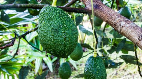 Le Guide Ultime Pour Cultiver Un Avocatier Chez Soi