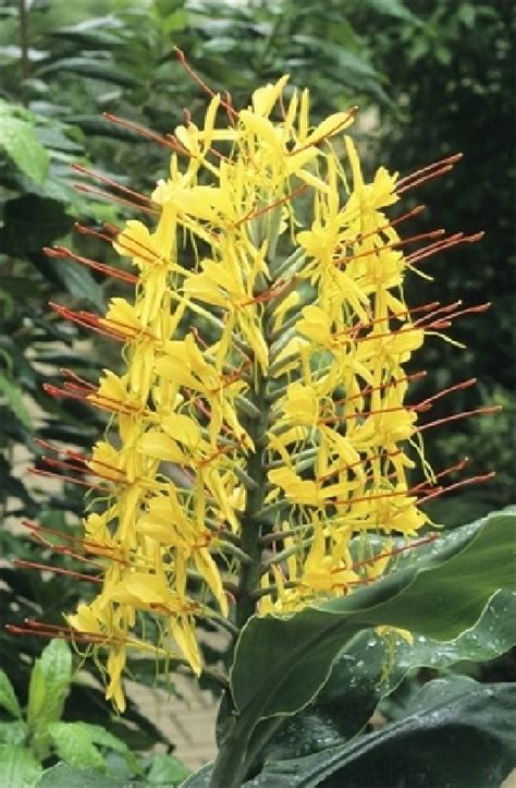 Hedychium Gardnerianum Frikarti Stauden Ag