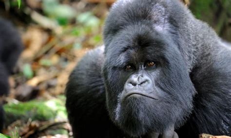 Silverback Gorilla Fun Facts | Silverback Gorillas | Gorilla Tours