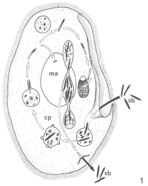 Paramecium Life Cycle