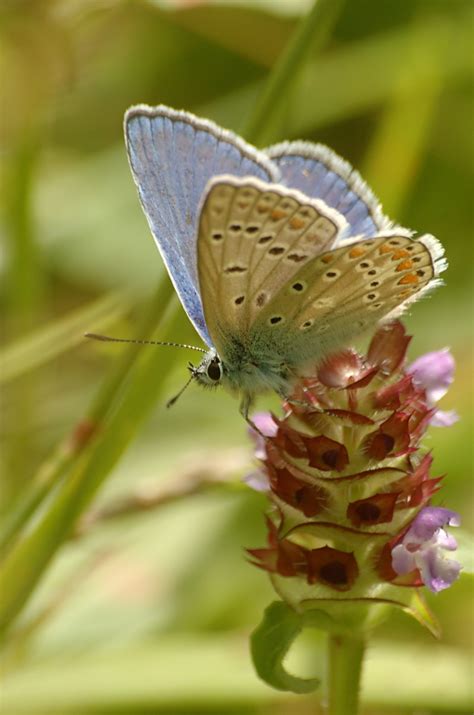 Schmetterling Sommer Kostenloses Foto Auf Pixabay Pixabay