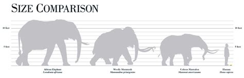 Image - Elephant Family Size Chart.jpg | Dinopedia | FANDOM powered by ...