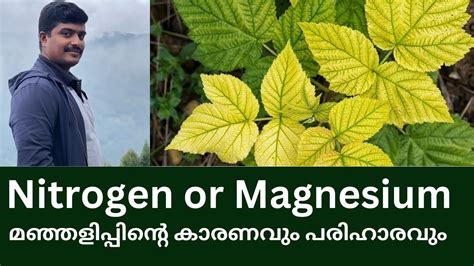 Nitrogen Deficiency And Magnesium Deficiency Symptoms And Solutions Naturesignature Youtube