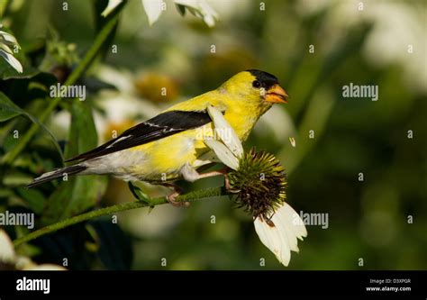 American Goldfinch Carduelis Tristis Eating Flowers Seeds Stock Photo