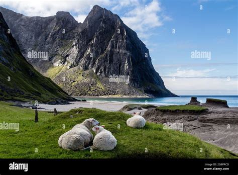 Sheep Lying On The Grass On The Background Of Cliffs Lofoten Islands