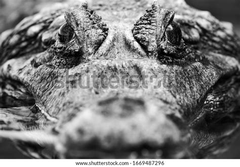 15663 Black White Alligator Images Stock Photos And Vectors Shutterstock