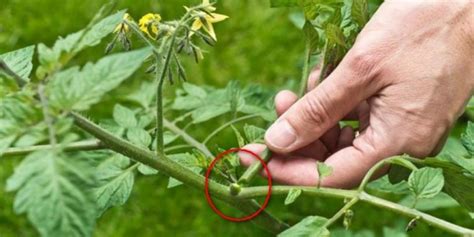 Which Leaf To Remove From A Tomato Plant Housekeeping Magazine