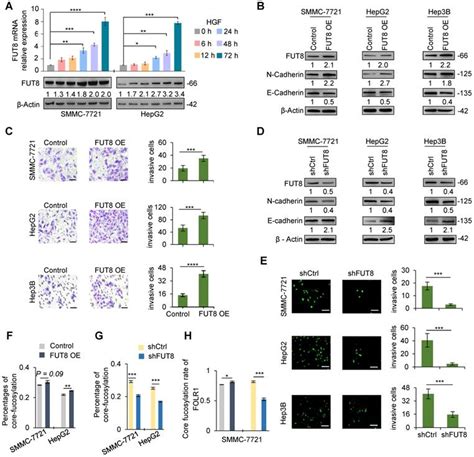 Site Specific Glycoproteomic Analysis Revealing Increased Core