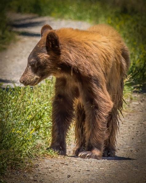 Wildlife Roundtable: The bears are waking from hibernation in Eagle ...