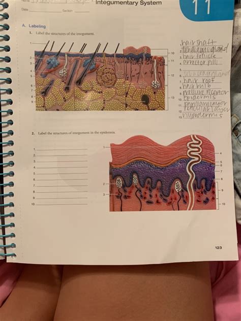 Label The Integumentary Structures And Areas