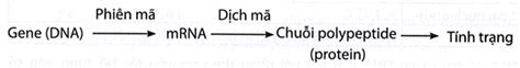 Sách bài tập KHTN 9 Bài 40 Kết nối tri thức Dịch mã và mối quan hệ