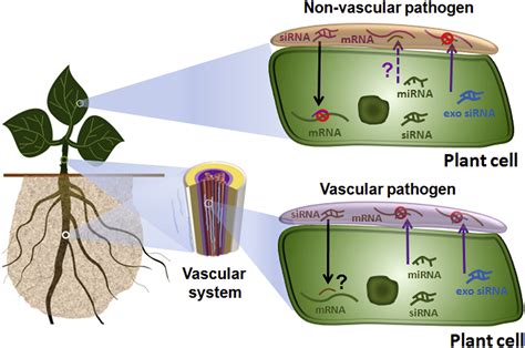 Trans Kingdom Rna Silencing In Plant Fungal Pathogen Interactions Molecular Plant