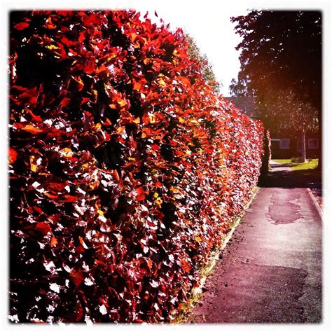 Copper Beech Hedge Flickr Photo Sharing