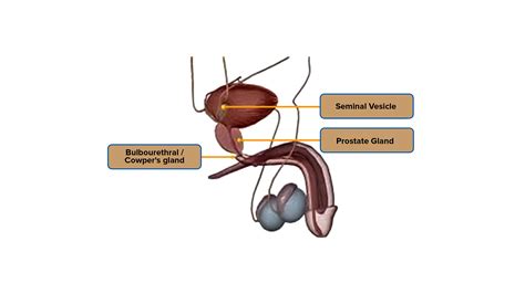 What Is The Function Of Male Glands