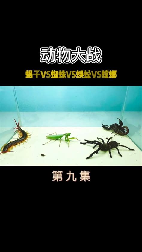 蝎子，蜘蛛，蜈蚣，螳螂，四只猛宠的混战，战况激烈腾讯视频