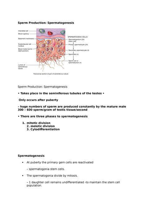 Biosci Lec Lecture Notes Sperm Production