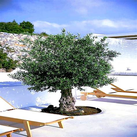 2 Pack 20 CANINO OLIVE TREE SEEDS Olea Europaea European Common