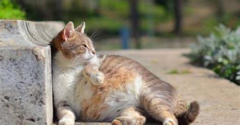 9 Ciri Ciri Kucing Hamil Dilihat Secara Fisik Dan Perilaku