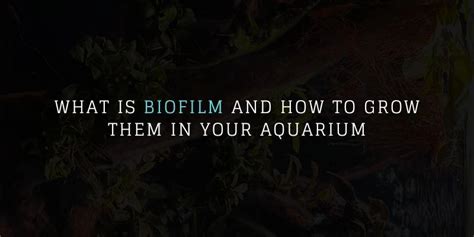 What Is Biofilm And How To Grow Them In Your Aquarium