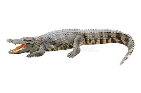 Crocodile On White Background Stock Photo Image Of Danger Power