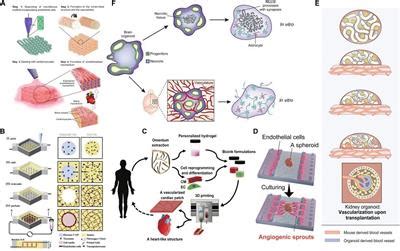 Frontiers Review On The Vascularization Of Organoids And Organoids On