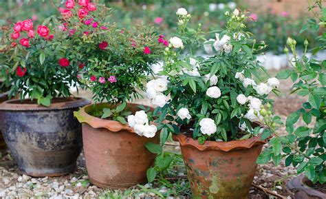 Small Rose Garden Ideas The Home Depot