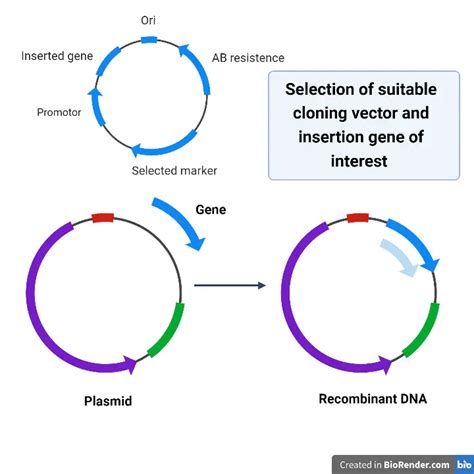 Gene Cloning Steps Definition Applications Biology Notes Online