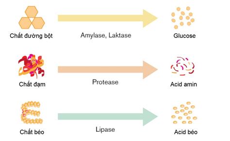 Các Enzyme Hỗ Trợ Tiêu Hóa Là Gì Nguồn Gốc Và Vai Trò Chức Năng