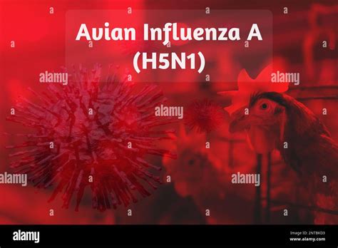 Avian Influenza A H5n1 Outbreak Concept On Chicken Farm Background