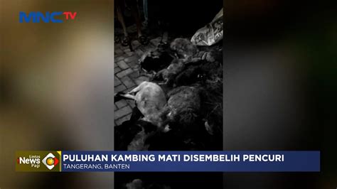 Maling Kabur Tinggalkan Kambing Curian Milik Warga Dalam Kondisi