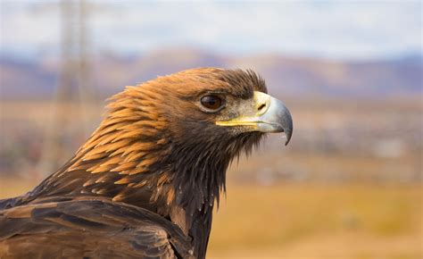 Brown Eagle Close Up Photography Wallpapers Share