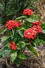 Ixora Maui Red Care And Growing Guide Balcony Garden Web