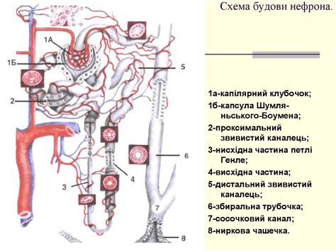 Хвороби нирок - презентация онлайн