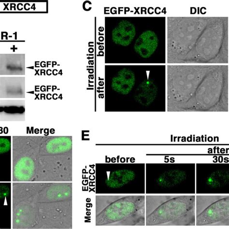 Functional Characterization Of Egfp Xrcc A Schematic Diagrams Of