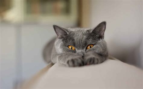 Chartreux Cat – Purrfect Cat Breeds