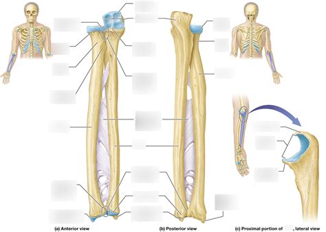 Bony Landmarks Radius Ulna Diagram Quizlet