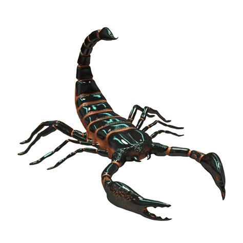 Black Scorpion On A Transparent Background By Prussiaart On Deviantart