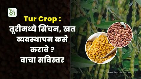 Tur Crop तूरीमध्ये सिंचन खत व्यवस्थापन कसे करावे वाचा सविस्तर कृषी महाराष्ट्र