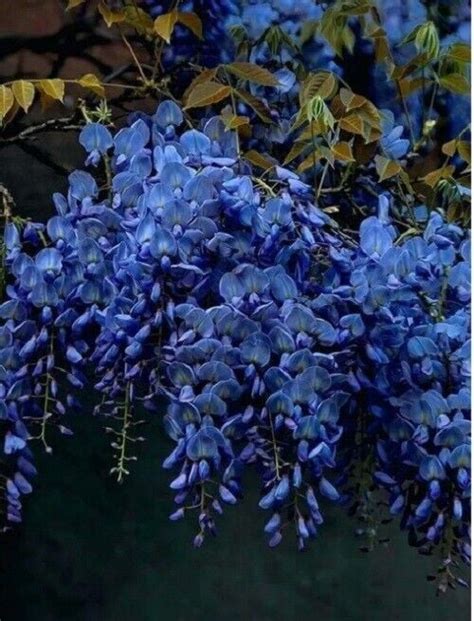 5 Dark Blue Chinese Wisteria Seeds Vine Climbing Flower Perennial Rare