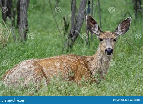 Cute Deer Laying On The Grass Stock Photo Image Of Young Animal