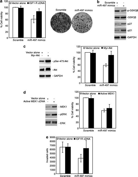 Mir 497 Inhibits Proliferation And Invasive Potential Of Colon Cancer