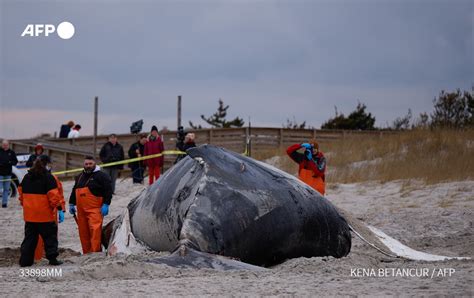 Agence France Presse On Twitter El Excremento De Ballena Desempe A Un