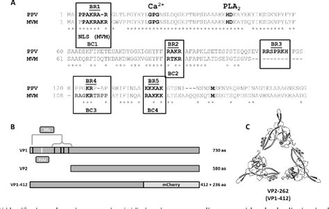 Figure 1 From Parvovirus Capsid Proteins Required For Nuclear Transport