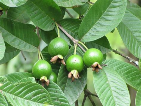 T De Hoja De Guayaba Saludable