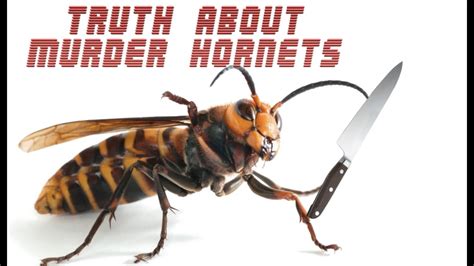 The Truth About Murder Hornets Youtube